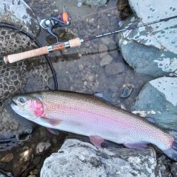 大型ばかり！ 天竜川ルアーフライ専用区